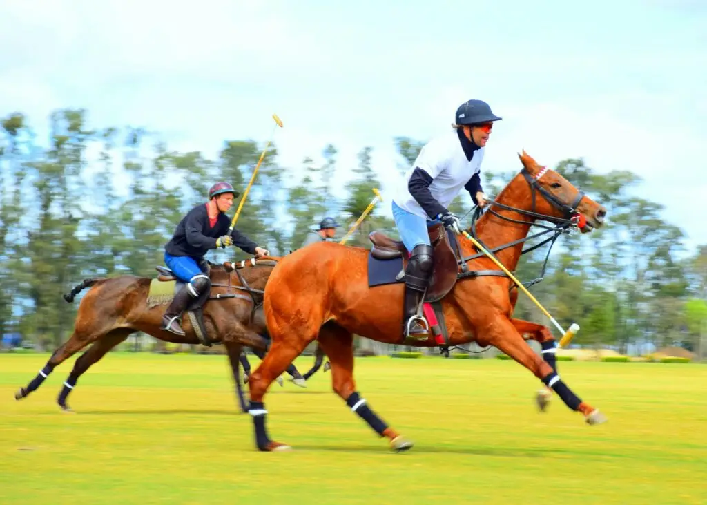 Two polo players riding on a grass field